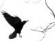 Ikona: Crow